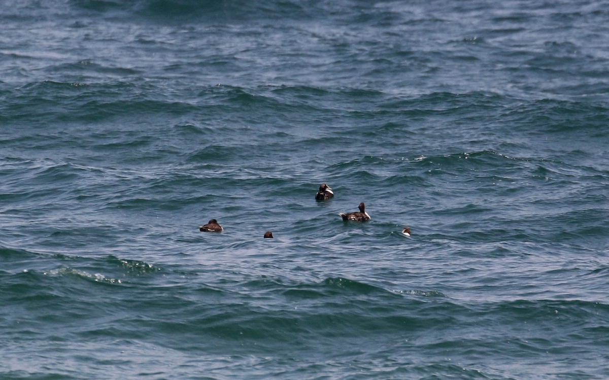 Common Eider - Jay McGowan