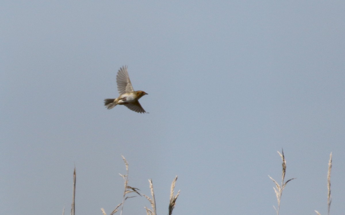 Saltmarsh Sparrow - ML207684431