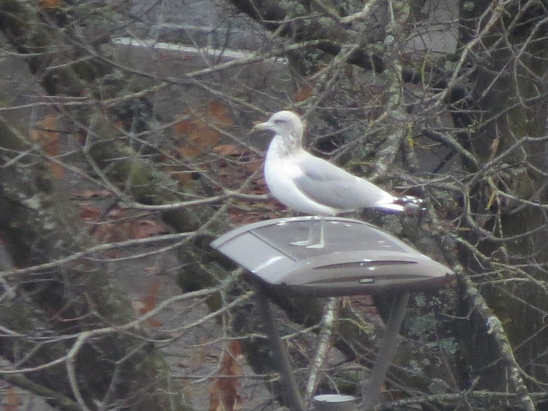 California Gull - ML207686871