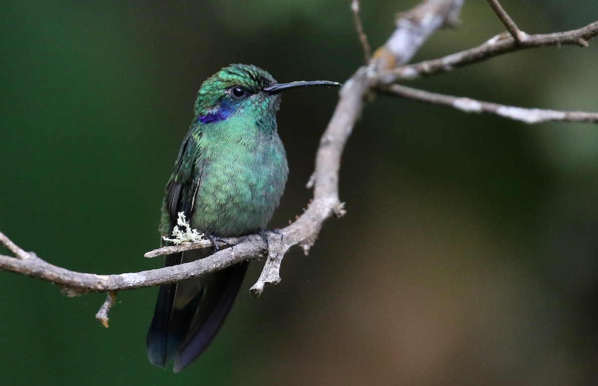 Lesser Violetear - ML207687951