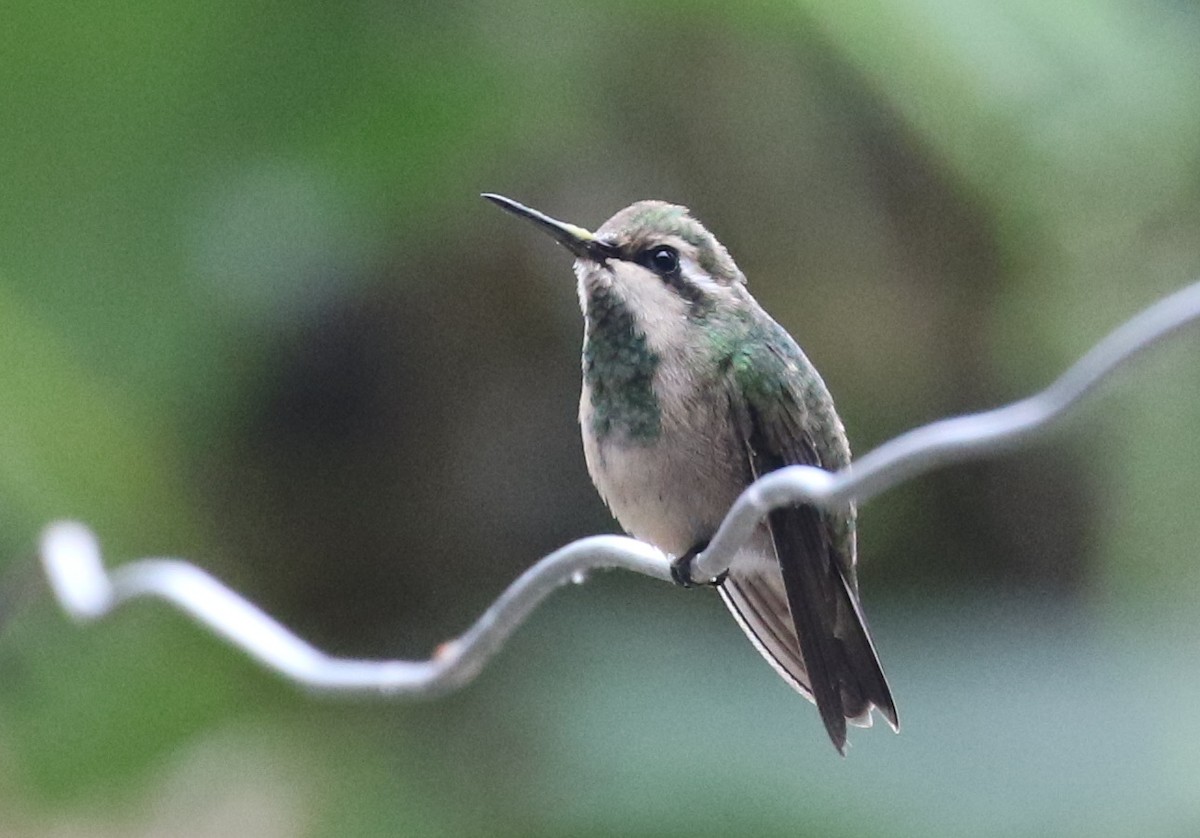 Red-billed Emerald - ML207688001