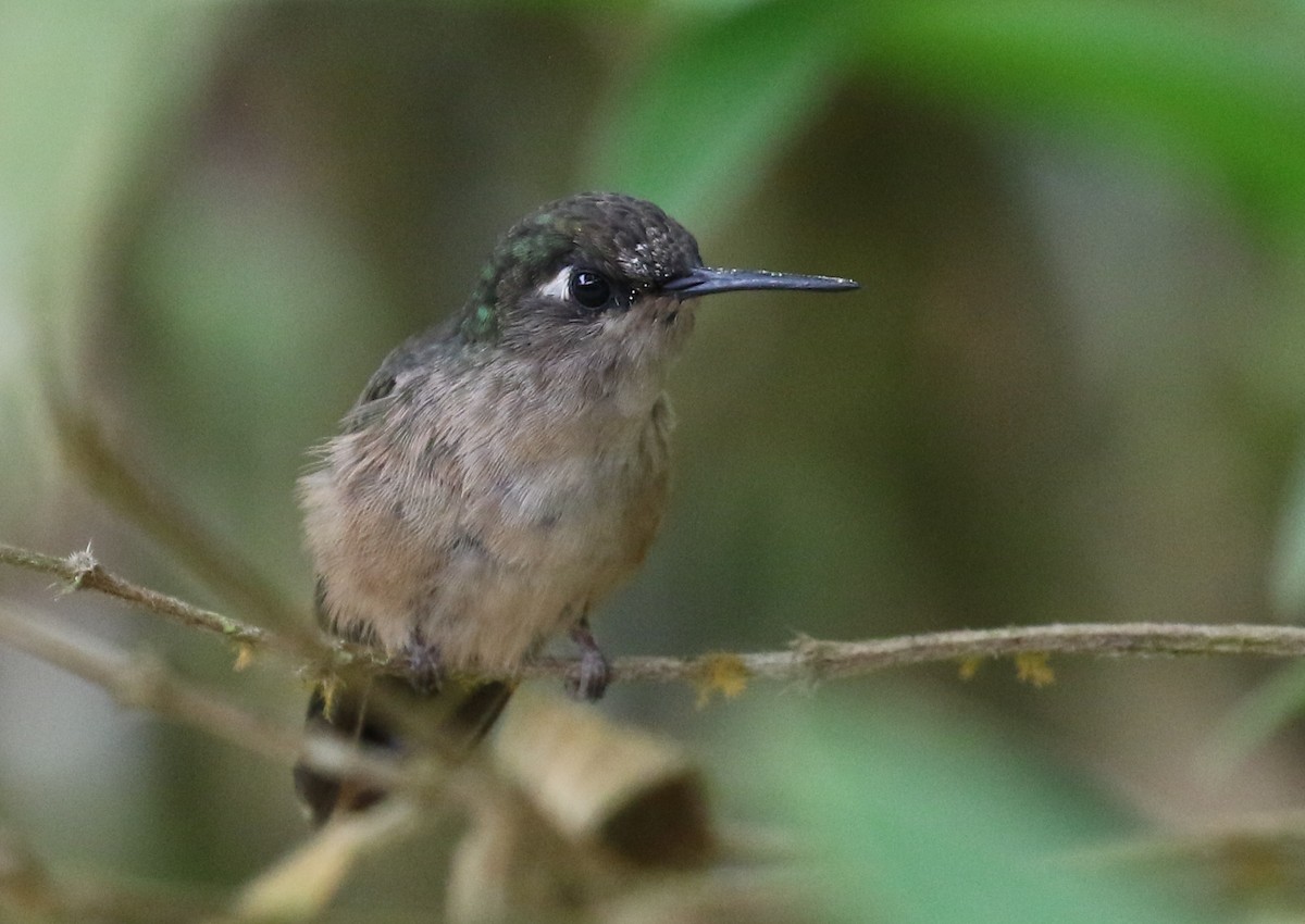 Colibrí Florido de Santa Marta - ML207688041