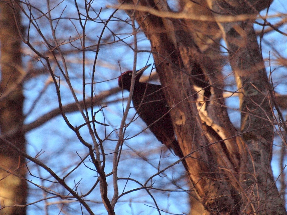 Black Woodpecker - ML207688191