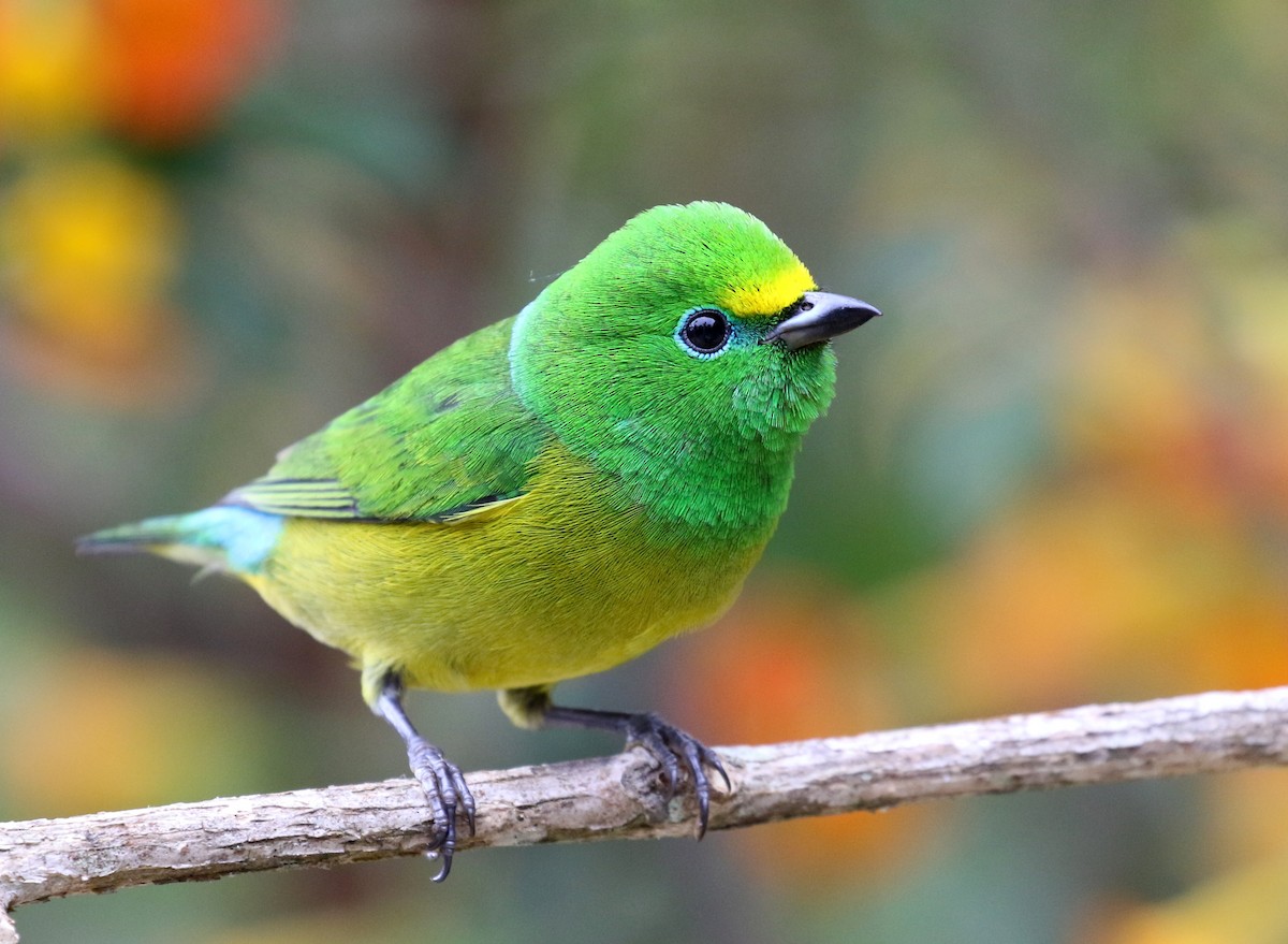 Blue-naped Chlorophonia - Matthew Grube