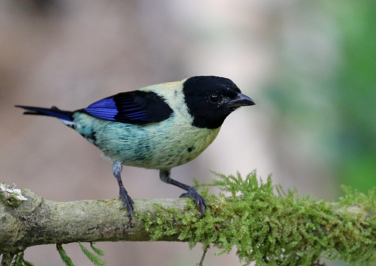 Black-headed Tanager - ML207688451