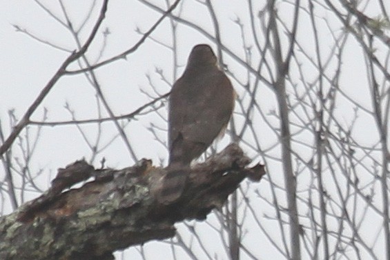 Sharp-shinned Hawk - ML207691301