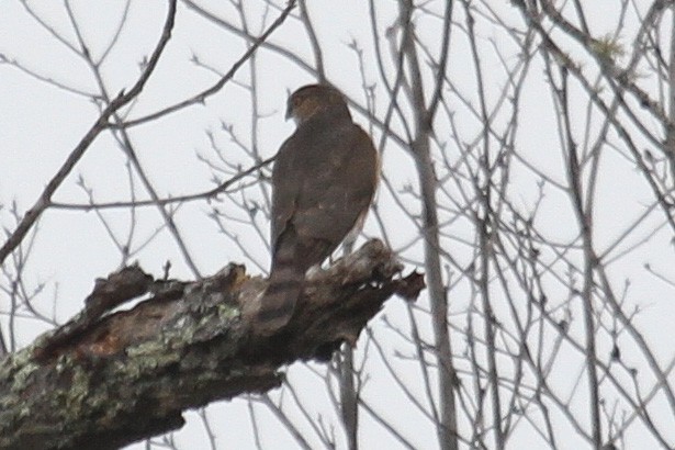 Sharp-shinned Hawk - ML207691321