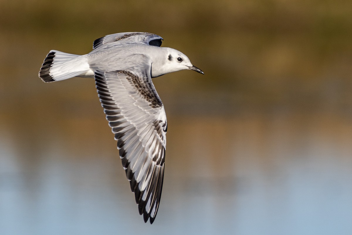 Bonaparte's Gull - Alan Wells