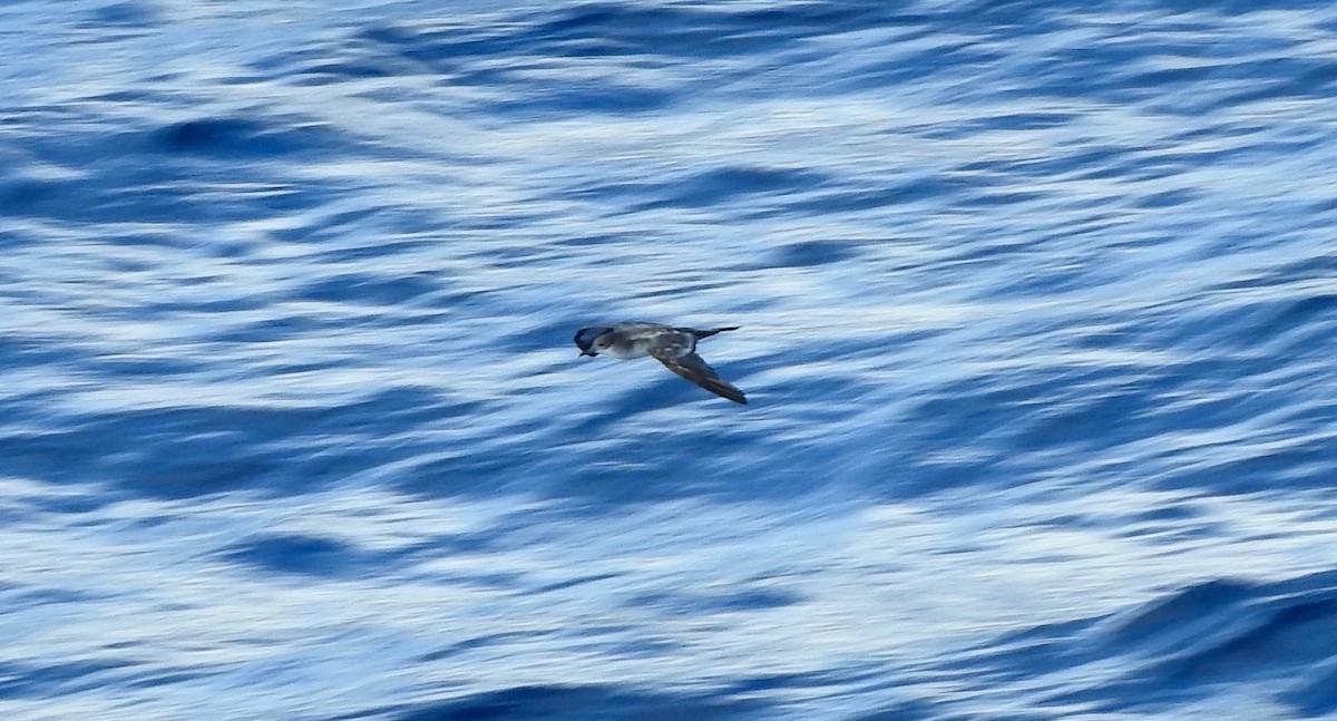 Wedge-tailed Shearwater - ML207693871