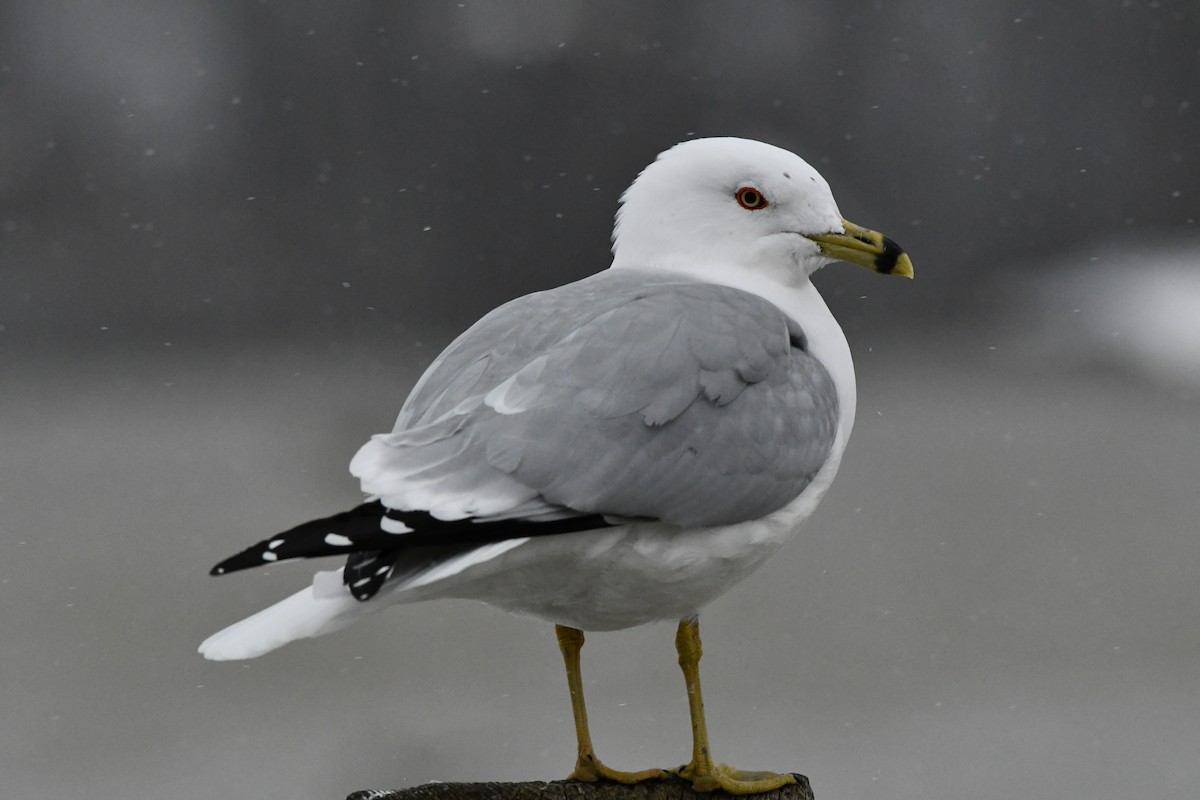 Ring-billed Gull - ML207696201