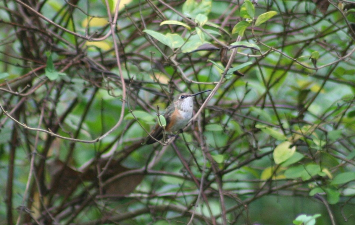 Rufous Hummingbird - Devin Moon