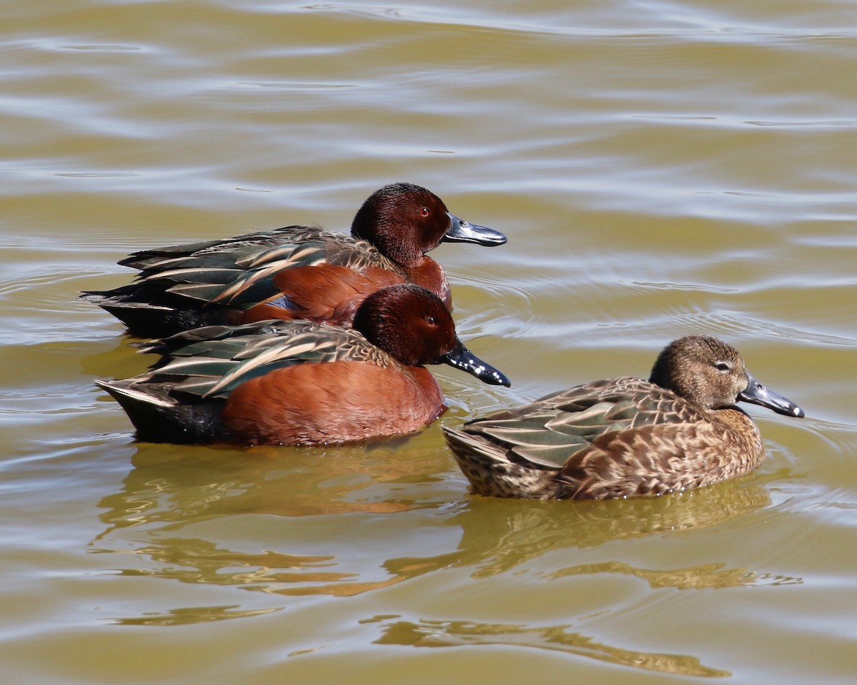 Cinnamon Teal - ML207698101