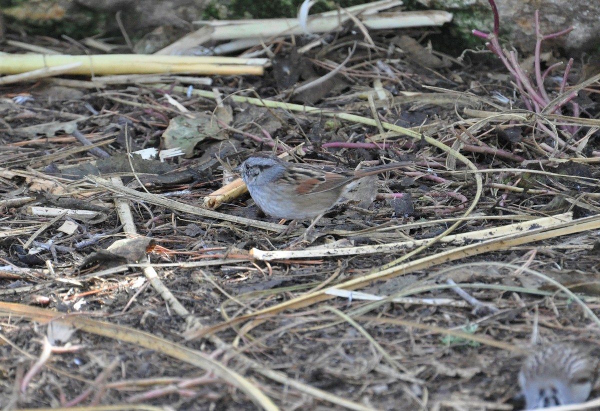 Swamp Sparrow - ML207698331