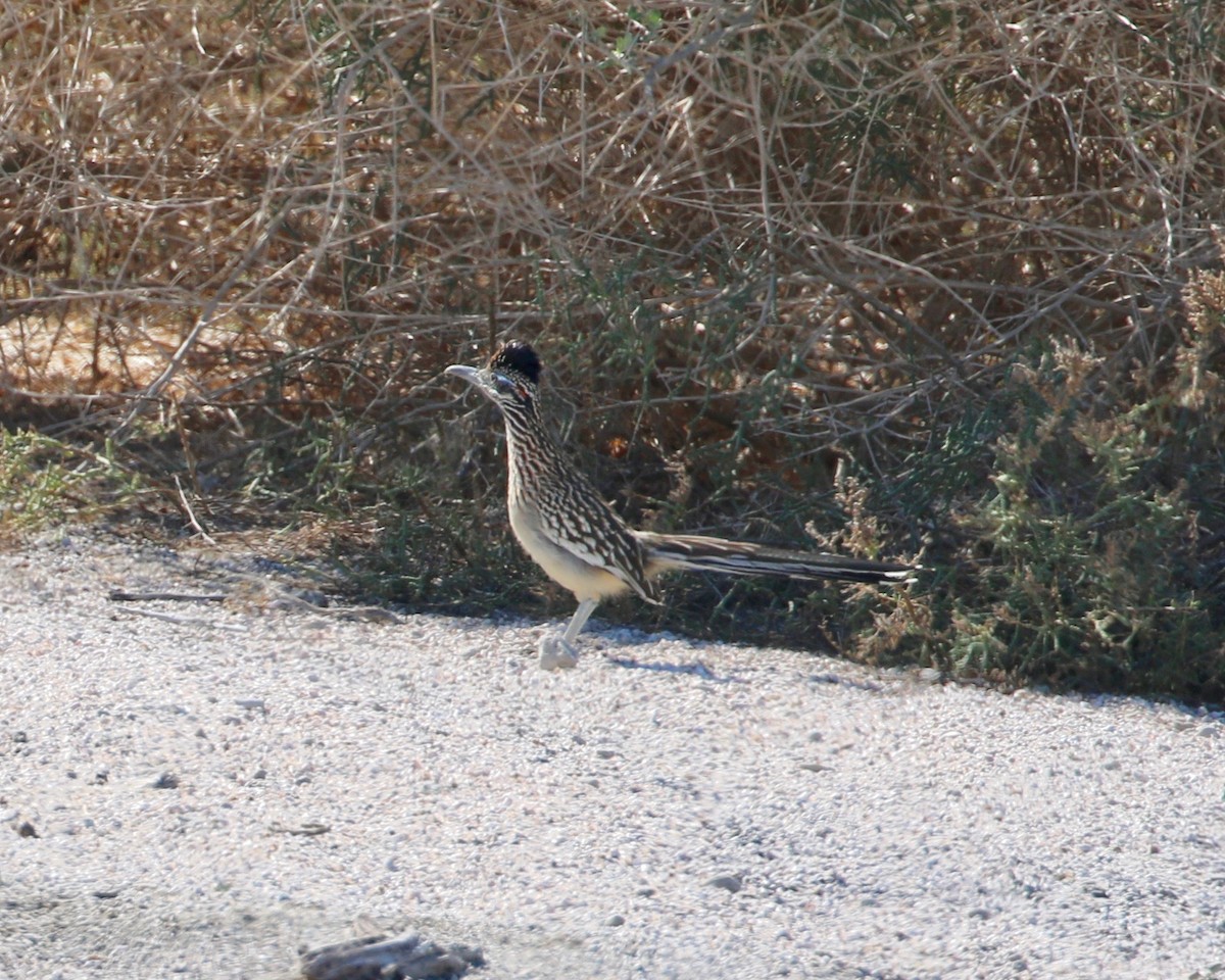 Greater Roadrunner - Terence Degan