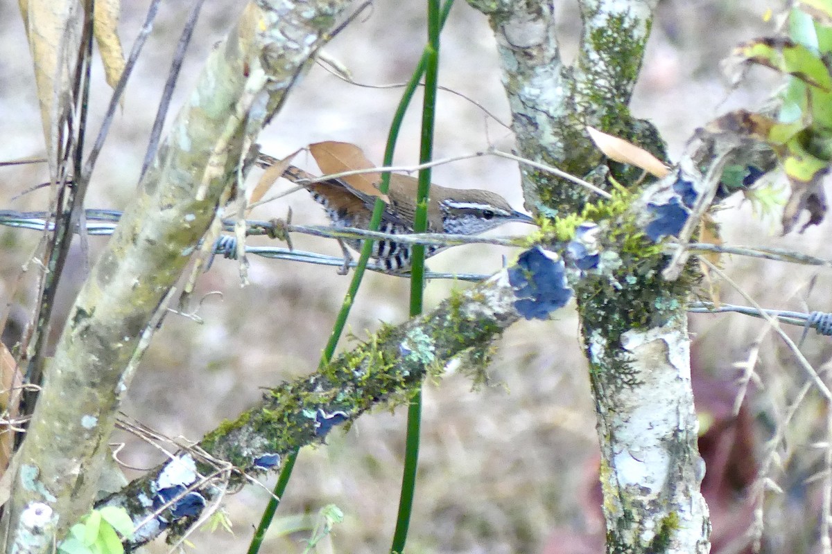 Banded Wren - Laura Blutstein