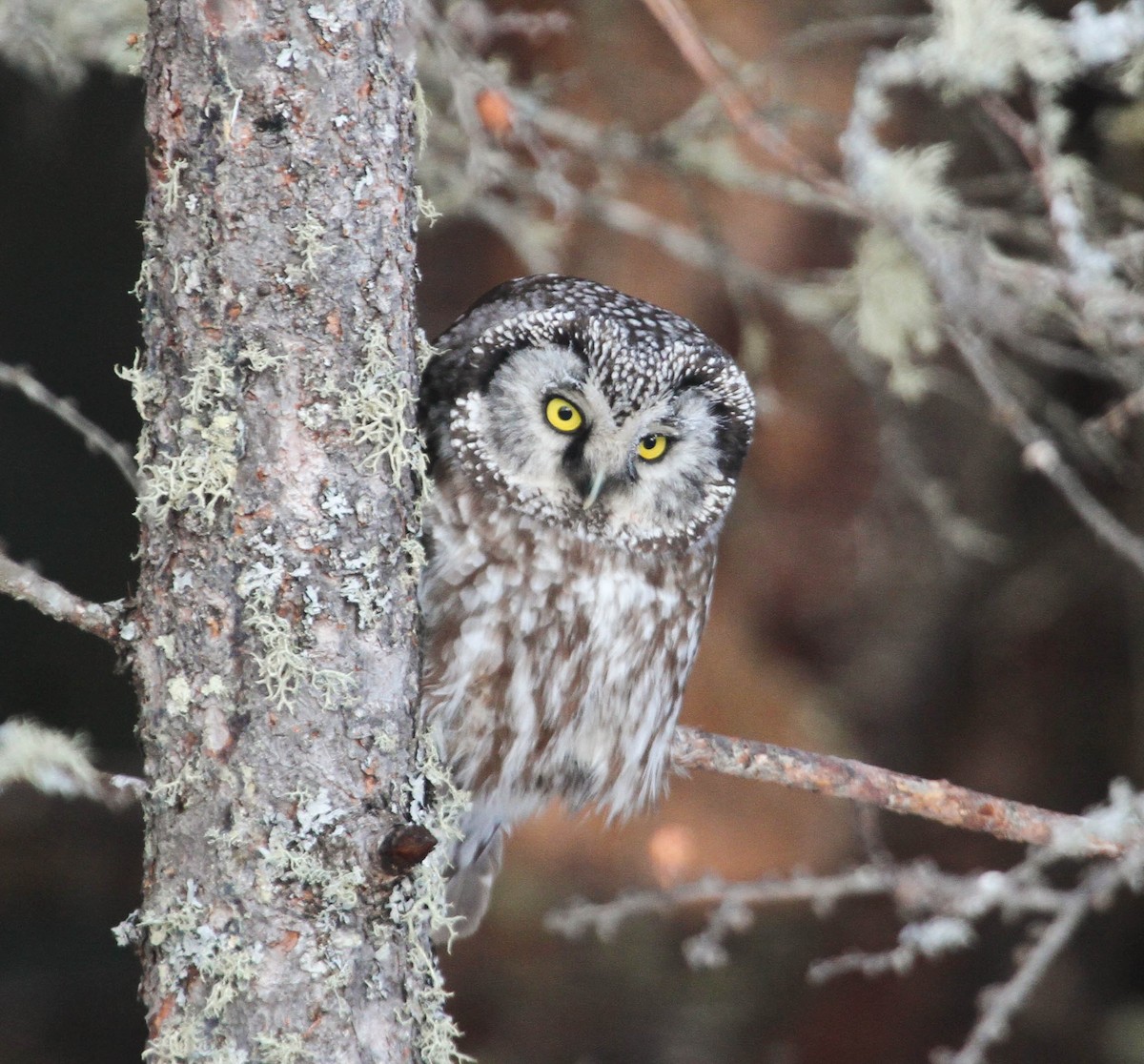 Boreal Owl - Skye Haas