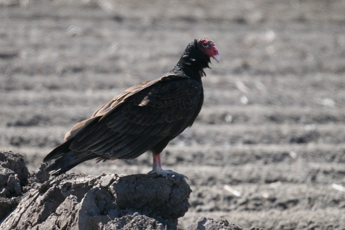 Turkey Vulture - ML207700651