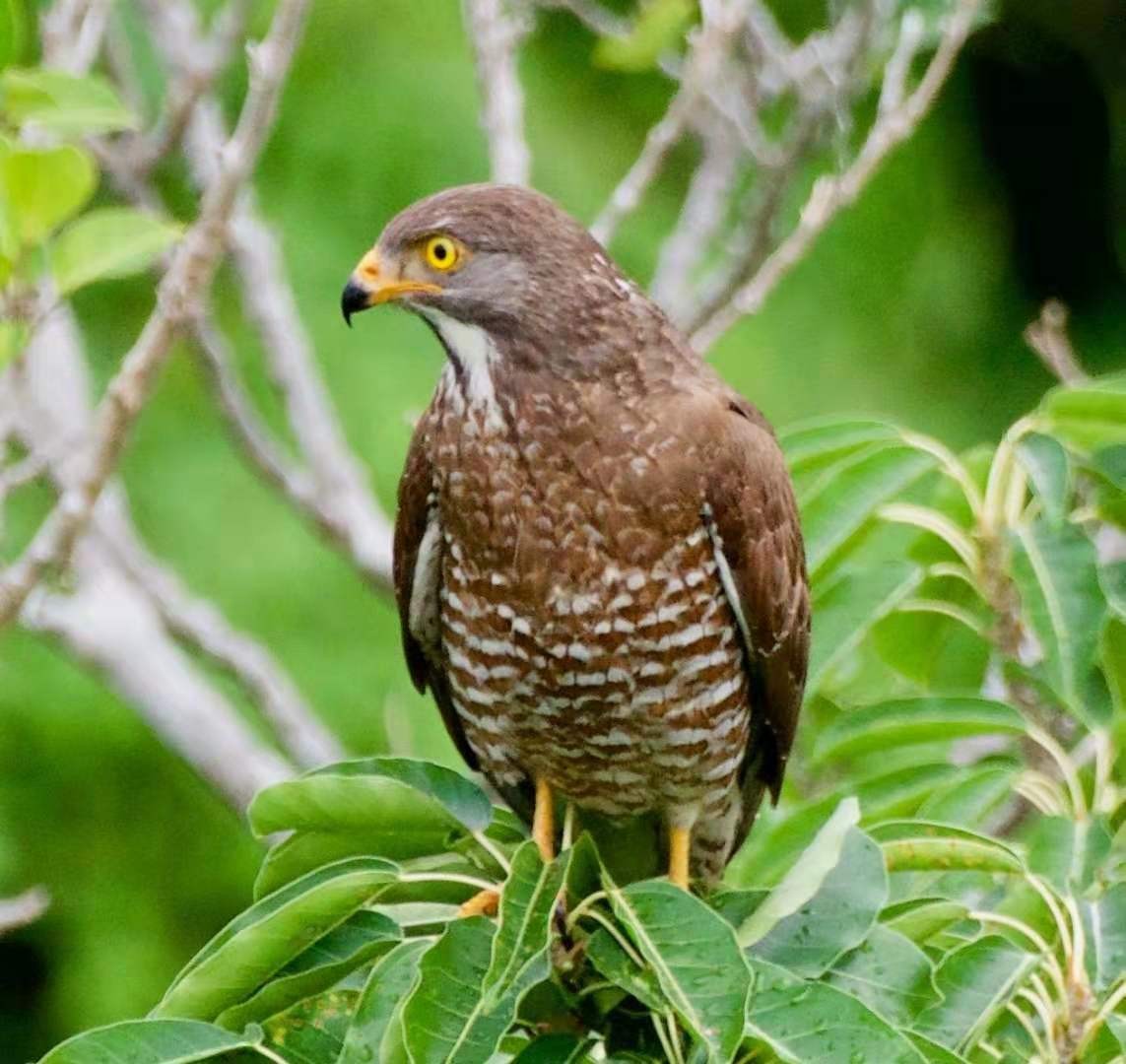 Gray-faced Buzzard - ML207702221