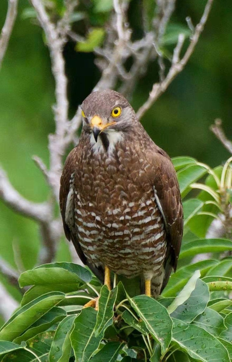 Gray-faced Buzzard - ML207702231