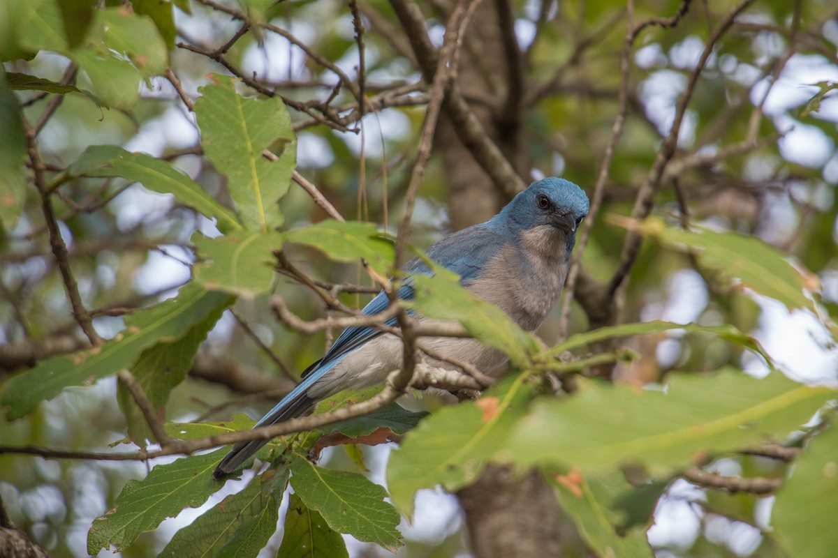 Mexican Jay - ML207702991