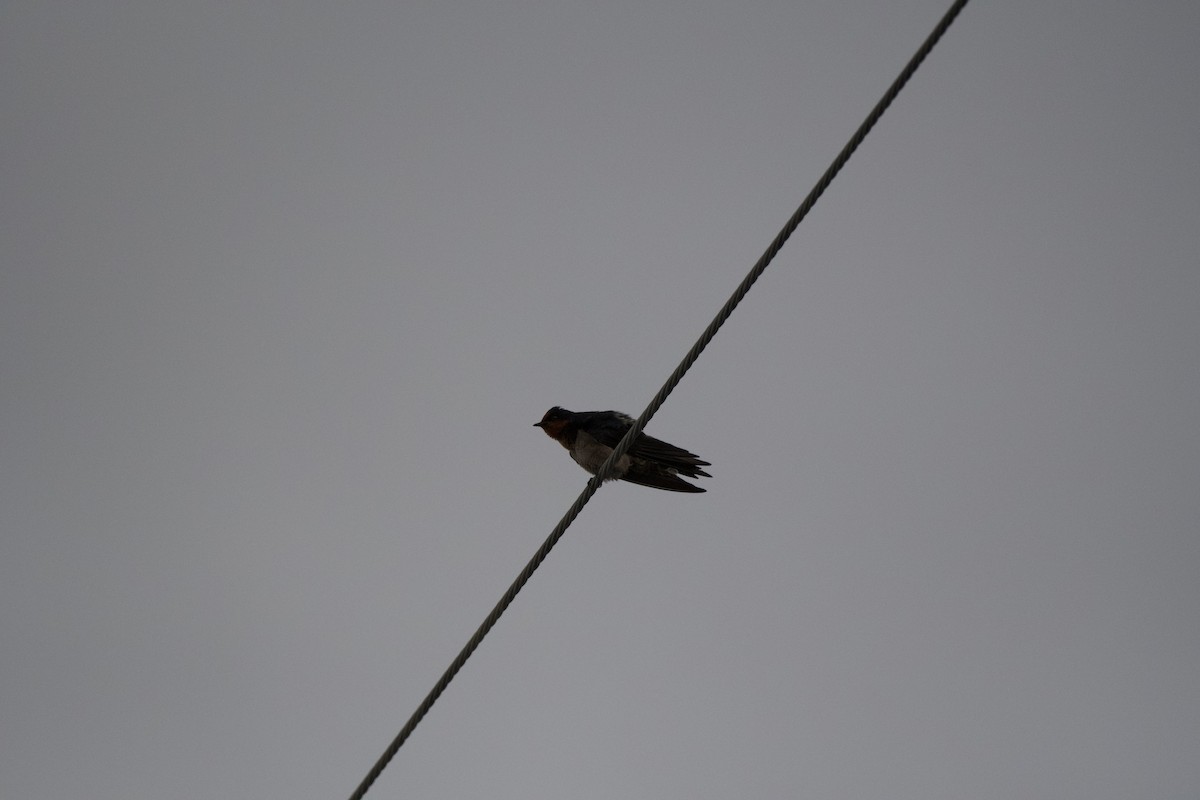 Barn Swallow - Zhaokuan Hao