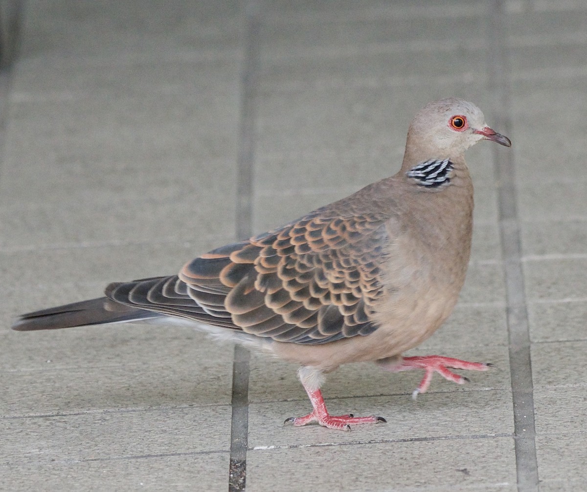 Oriental Turtle-Dove - ML207703651