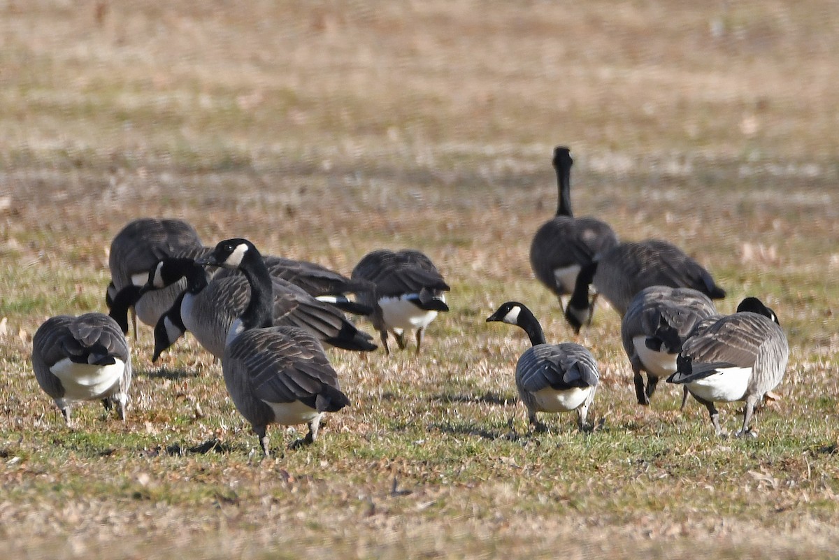 berneška malá (ssp. hutchinsii) - ML207703981