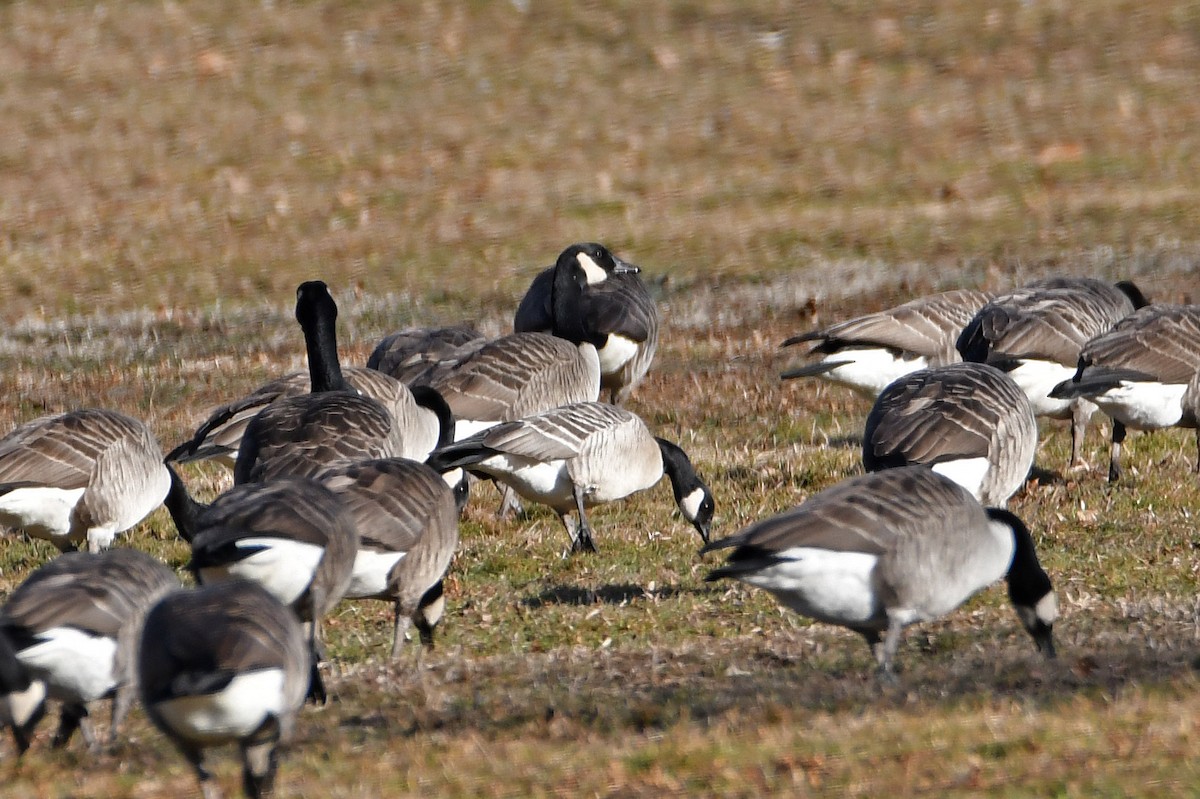 berneška malá (ssp. hutchinsii) - ML207704011
