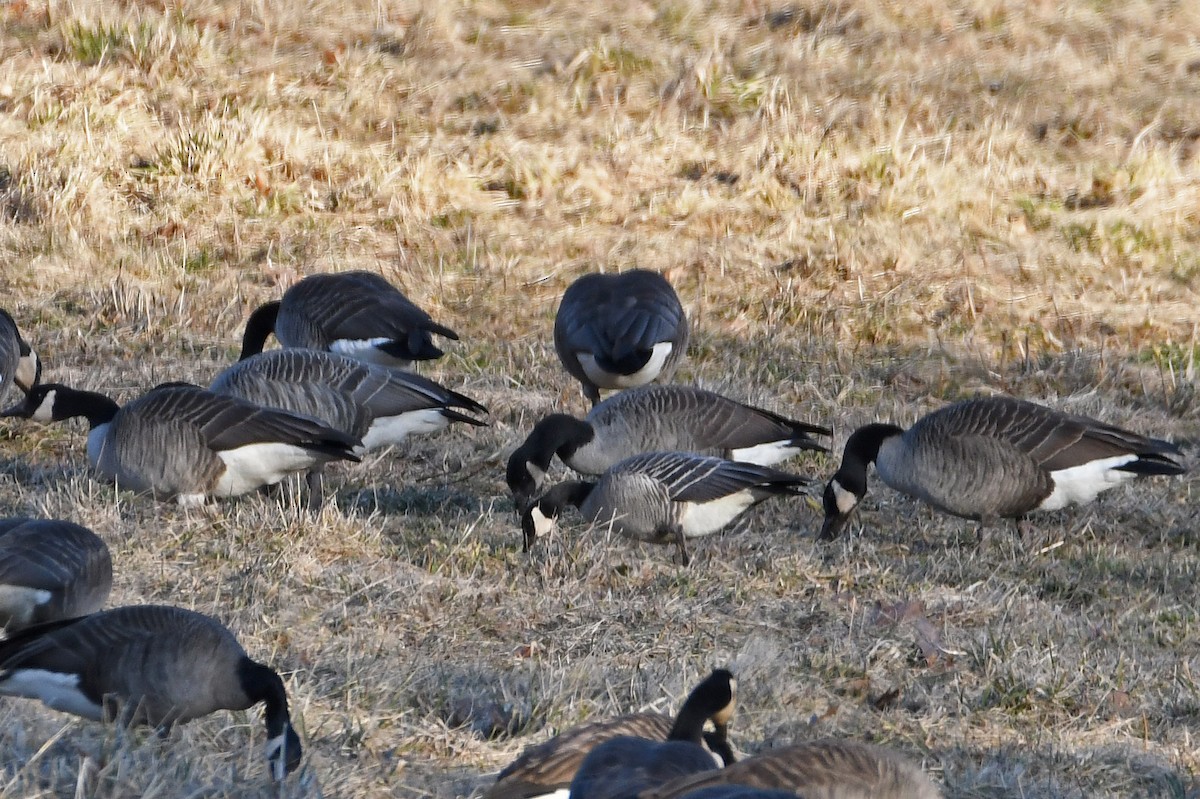 berneška malá (ssp. hutchinsii) - ML207704061