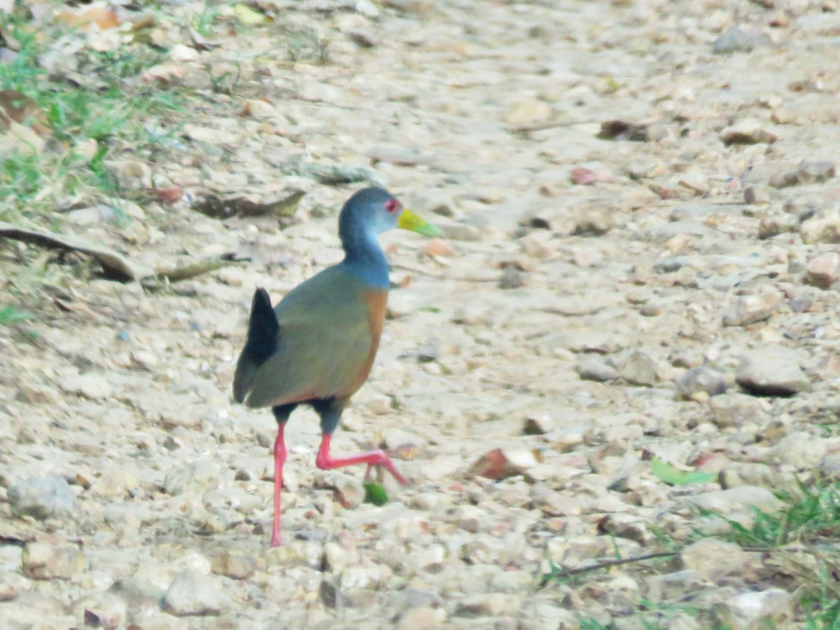 Gray-cowled Wood-Rail - ML207704591