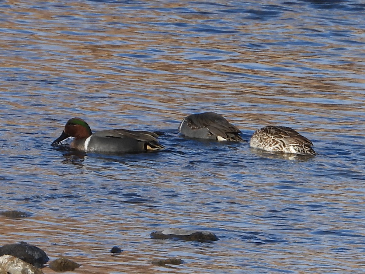 Green-winged Teal - ML207704911