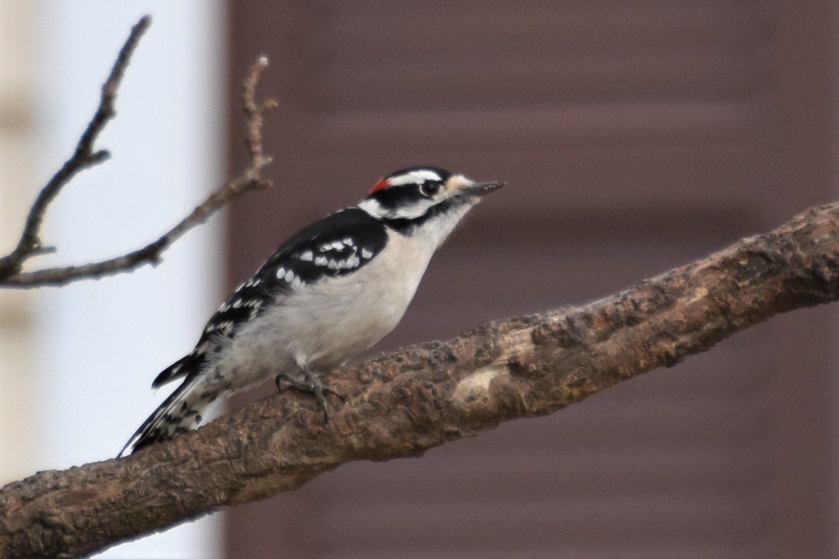 Downy Woodpecker - ML207706521