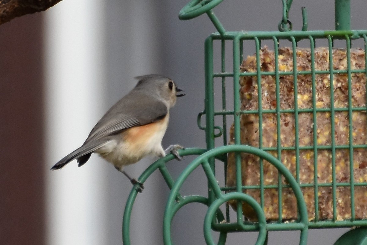 Tufted Titmouse - Derek Hudgins