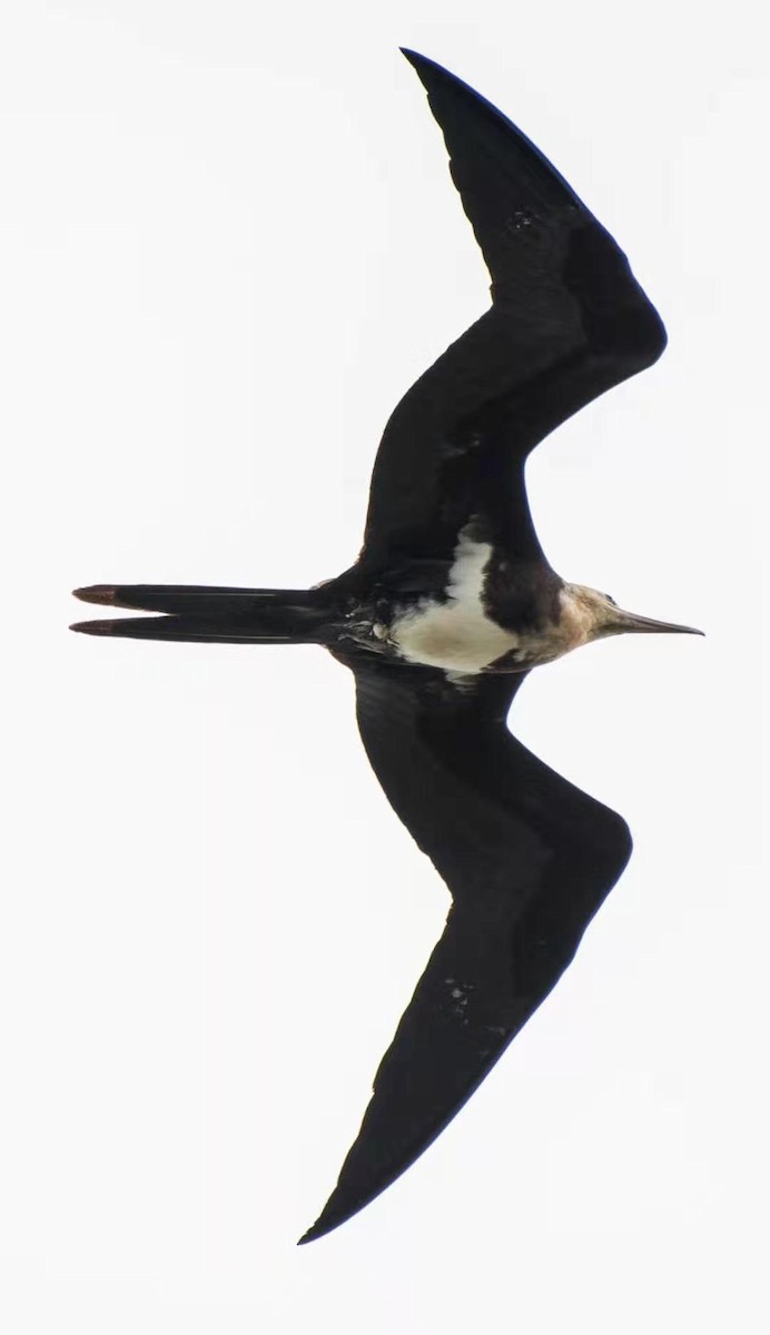 Lesser Frigatebird - ML207706681