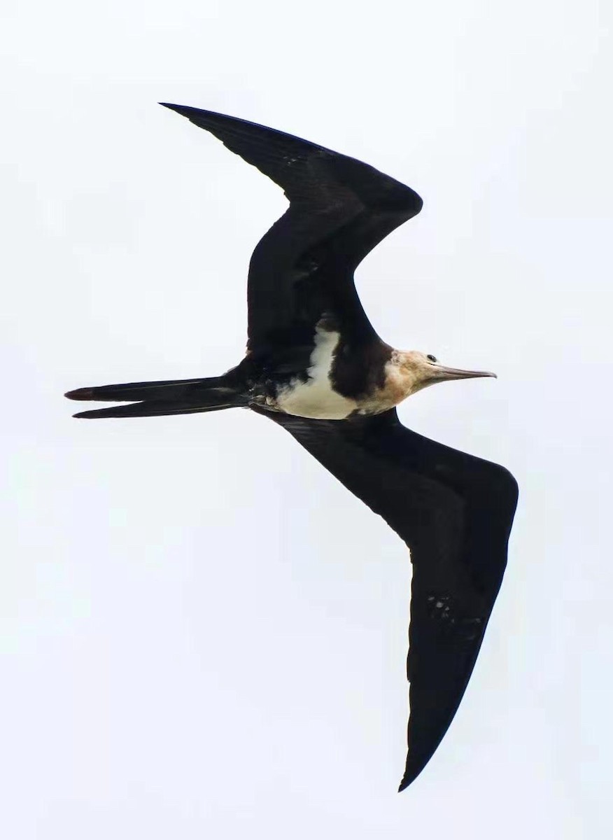 Lesser Frigatebird - ML207706691