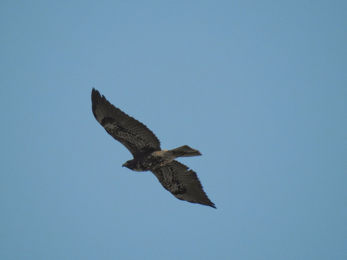 White-tailed Hawk - Club Observadores  de Oriente