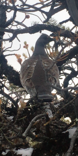 Dusky Grouse - ML207707821