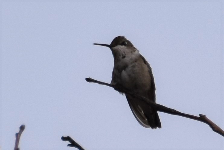 Black-chinned Hummingbird - ML207708101