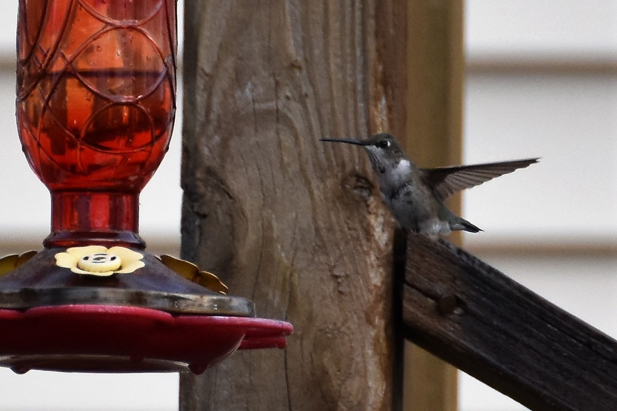 Black-chinned Hummingbird - Derek Hudgins