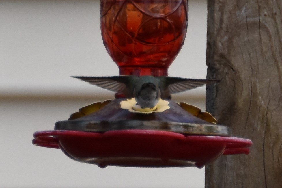 Black-chinned Hummingbird - Derek Hudgins