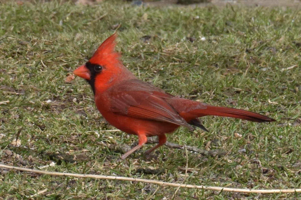 Cardinal rouge - ML207708431