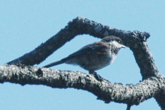 Chestnut-backed Chickadee - ML207708541