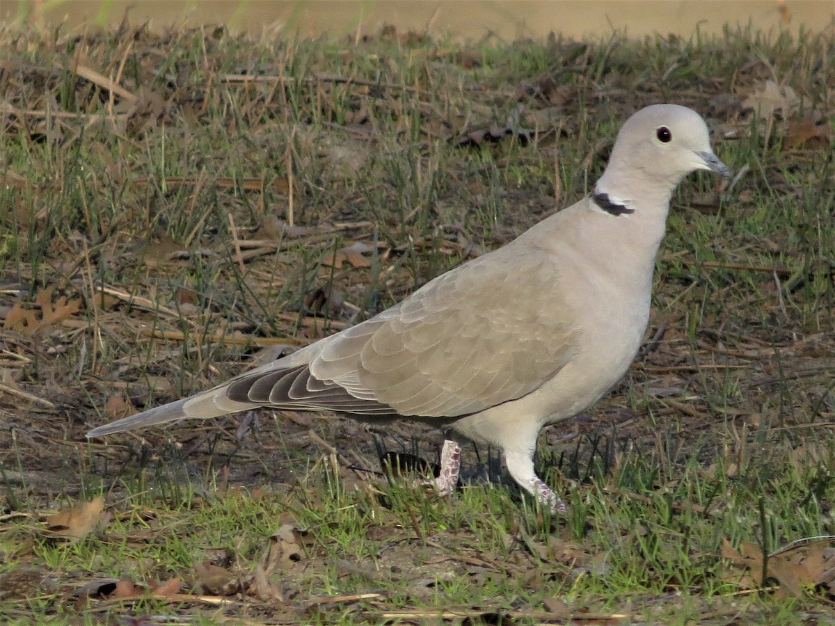 Eurasian Collared-Dove - ML207709431