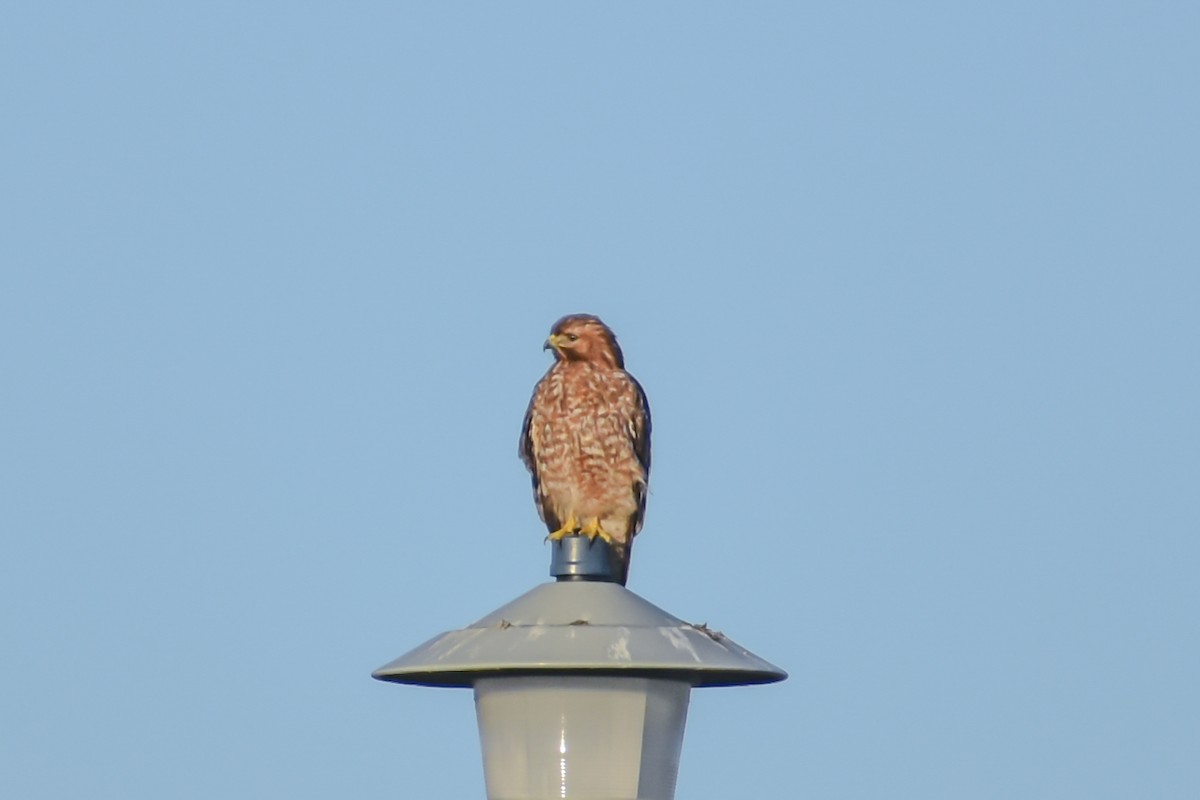 Red-shouldered Hawk - Kate E Magoon