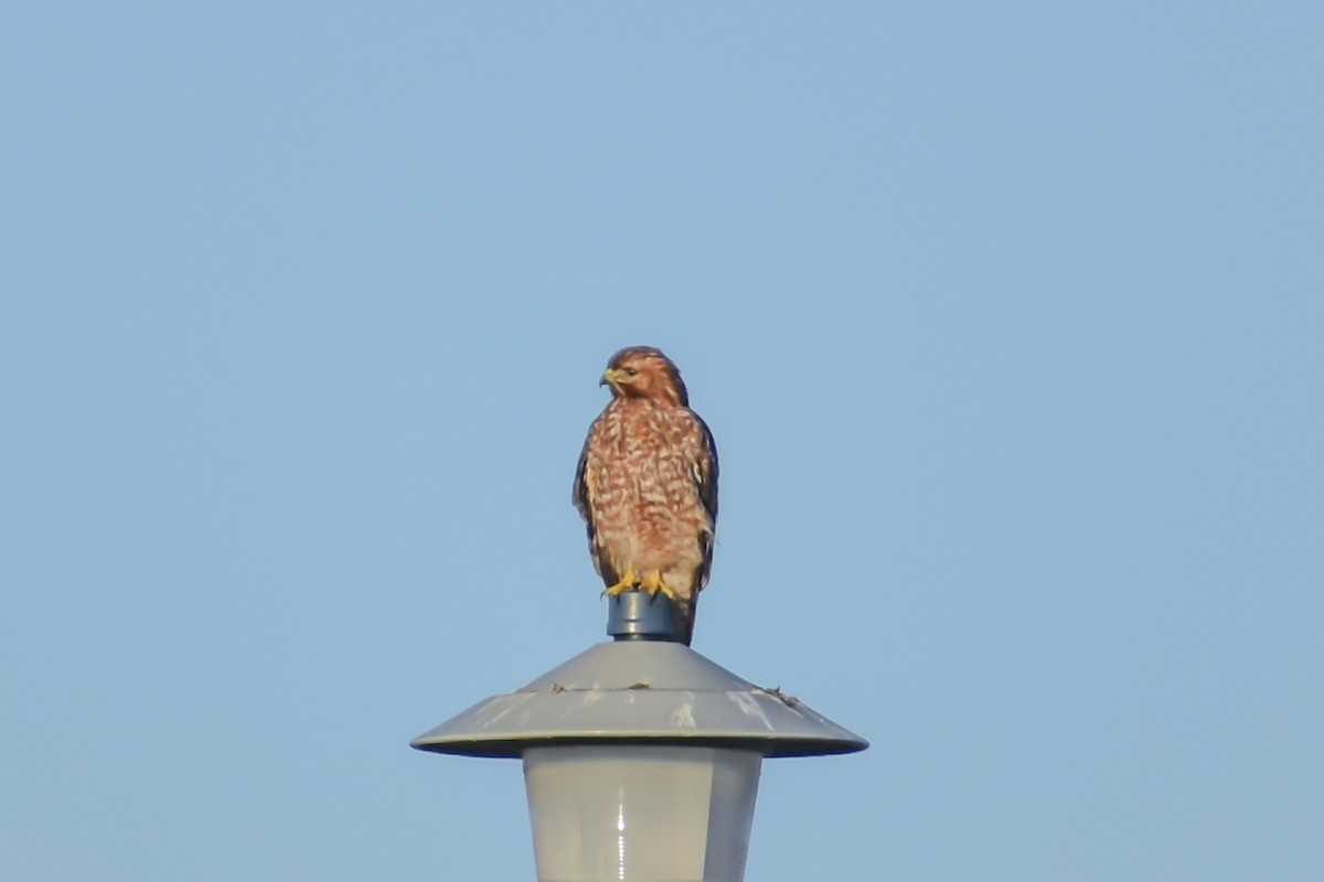 Red-shouldered Hawk - ML207711201