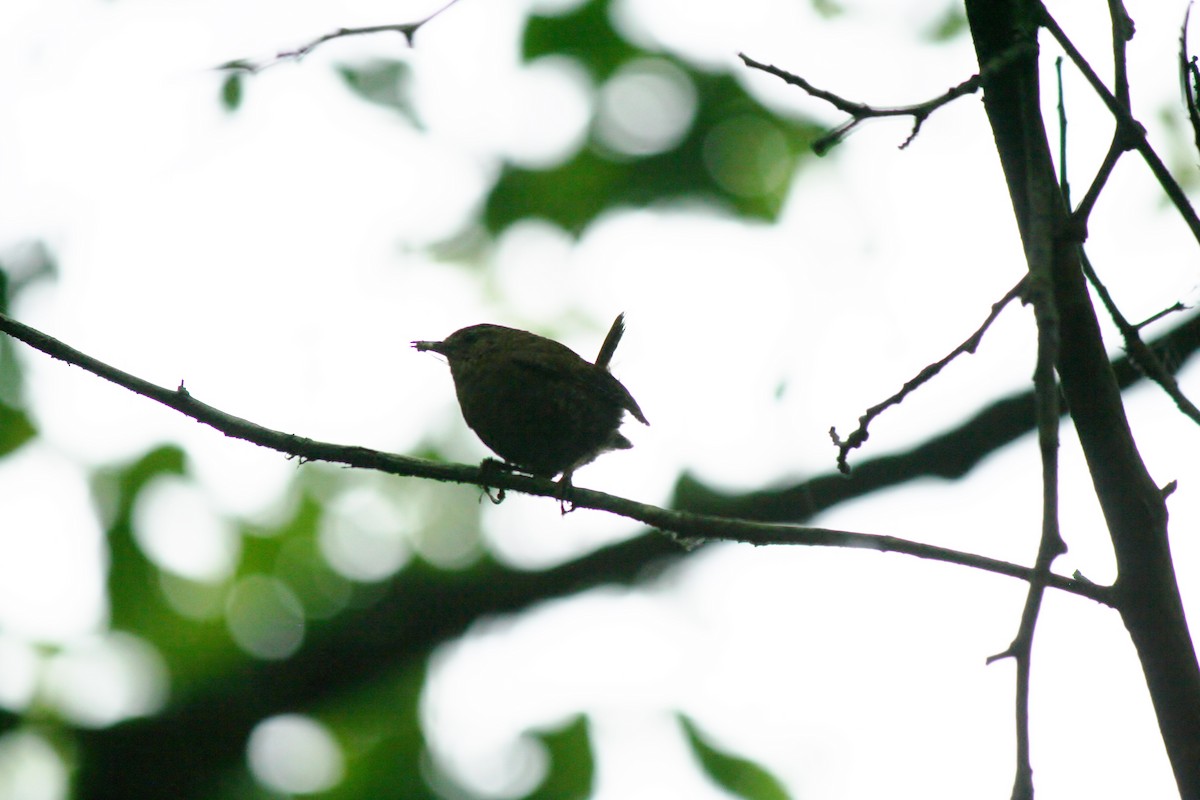 Волоочко кордильєрське - ML207712261