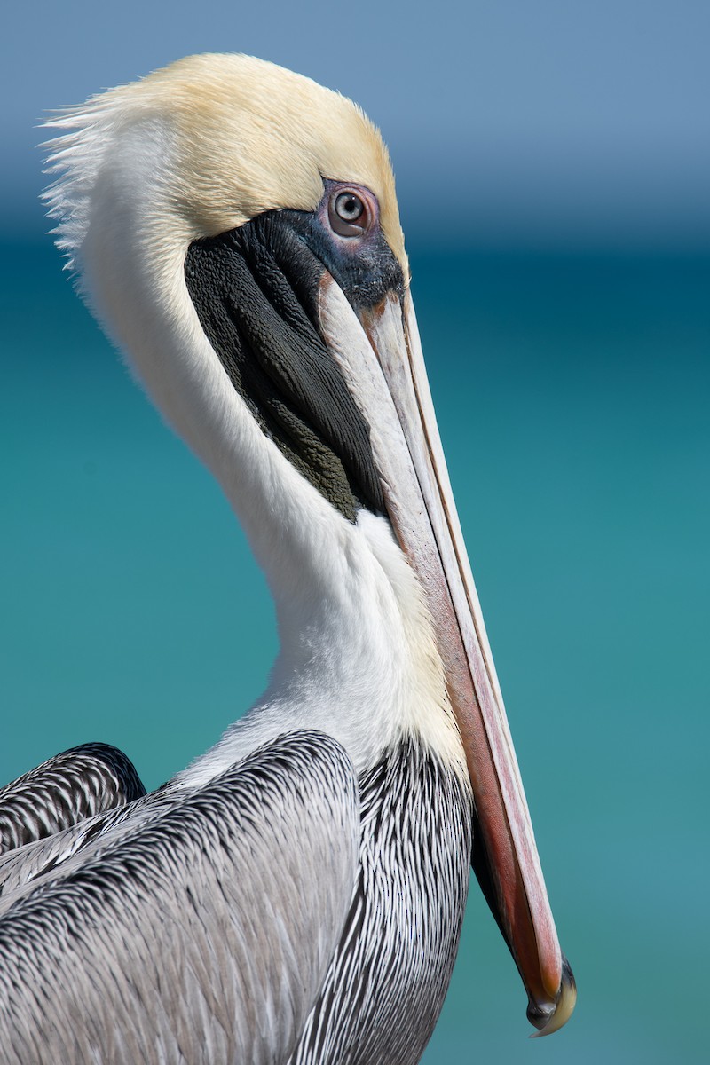 pelikán hnědý - ML207713131