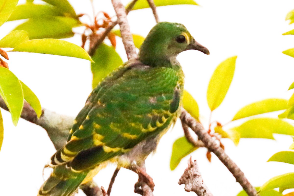 Tanna Fruit-Dove - David  Bound