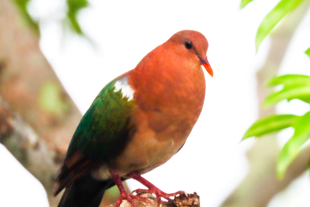 Pacific Emerald Dove - ML207715081