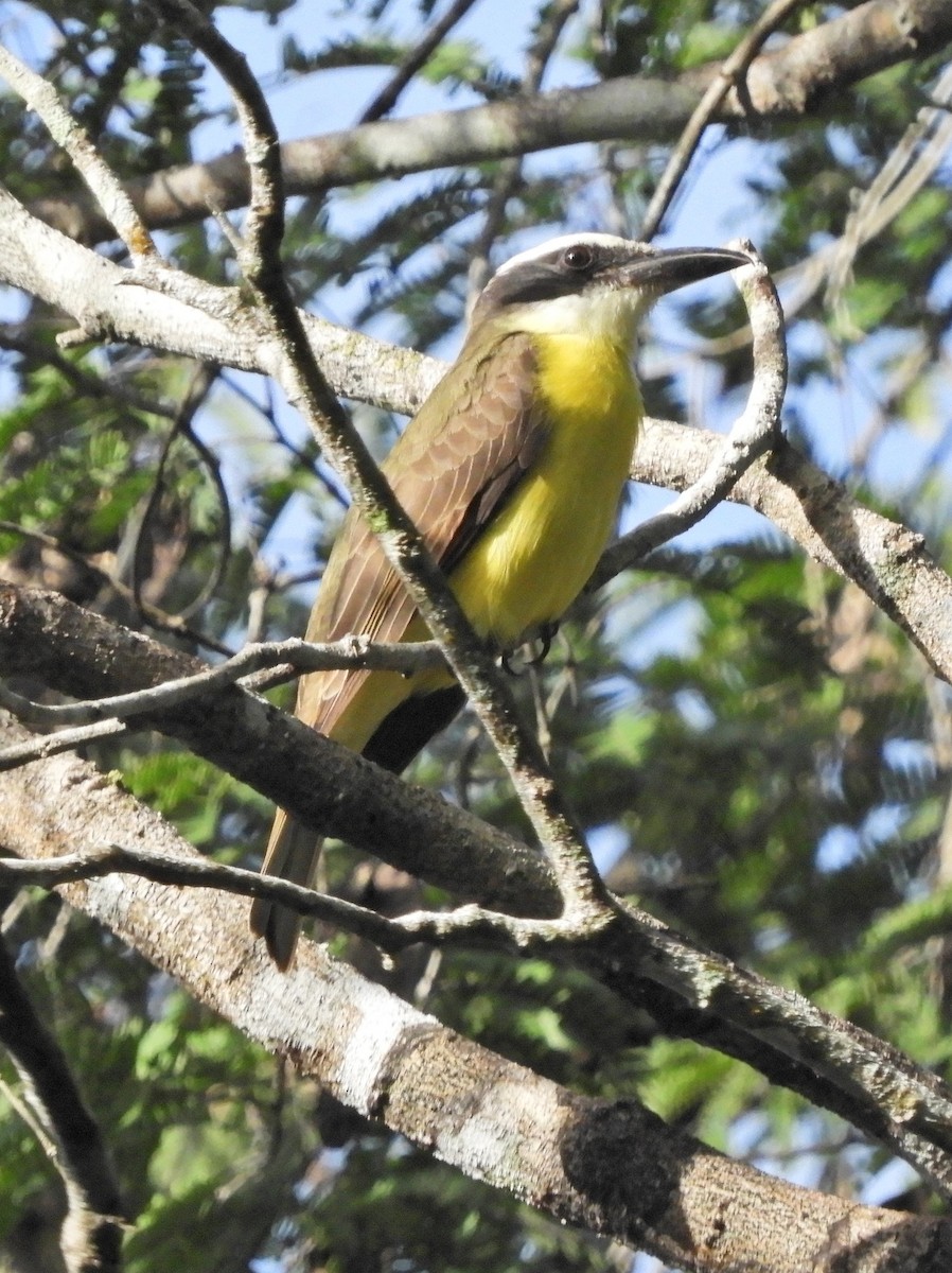 Boat-billed Flycatcher - ML207715431